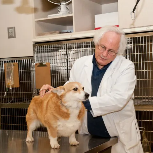Robert T. Franklin, DVM, of Oregon Veterinary Specialty Hospital giving a Corgi a check up on a table in the hospital